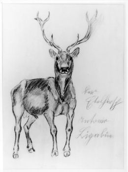 Cervo - Antonio Ligabue 1950 Disegno, Dim: 44x56 cm